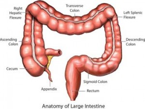 What Is The Colon? | Gedling Colonics